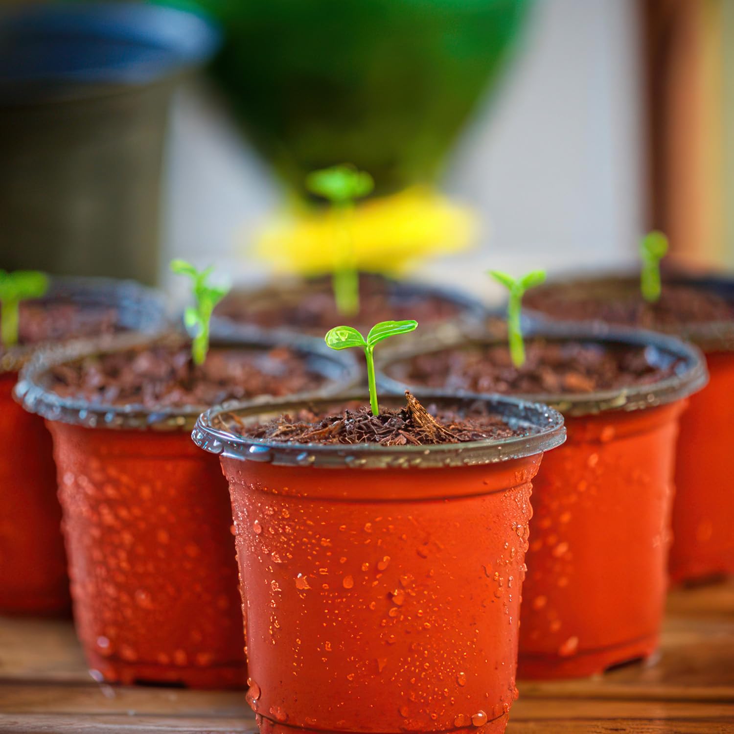 Nursery Pots, PEYOU 100 Pack 4" Plastic Plant Pots, Plant Flower Seedling Pots, Reusable Seed Starting Pots for Seedlings Transplanting Small Plants Growing