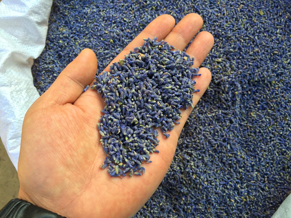 TooGet Fragrant Lavender Buds Organic Dried Flowers Wholesale, Ultra Blue Grade - 225g