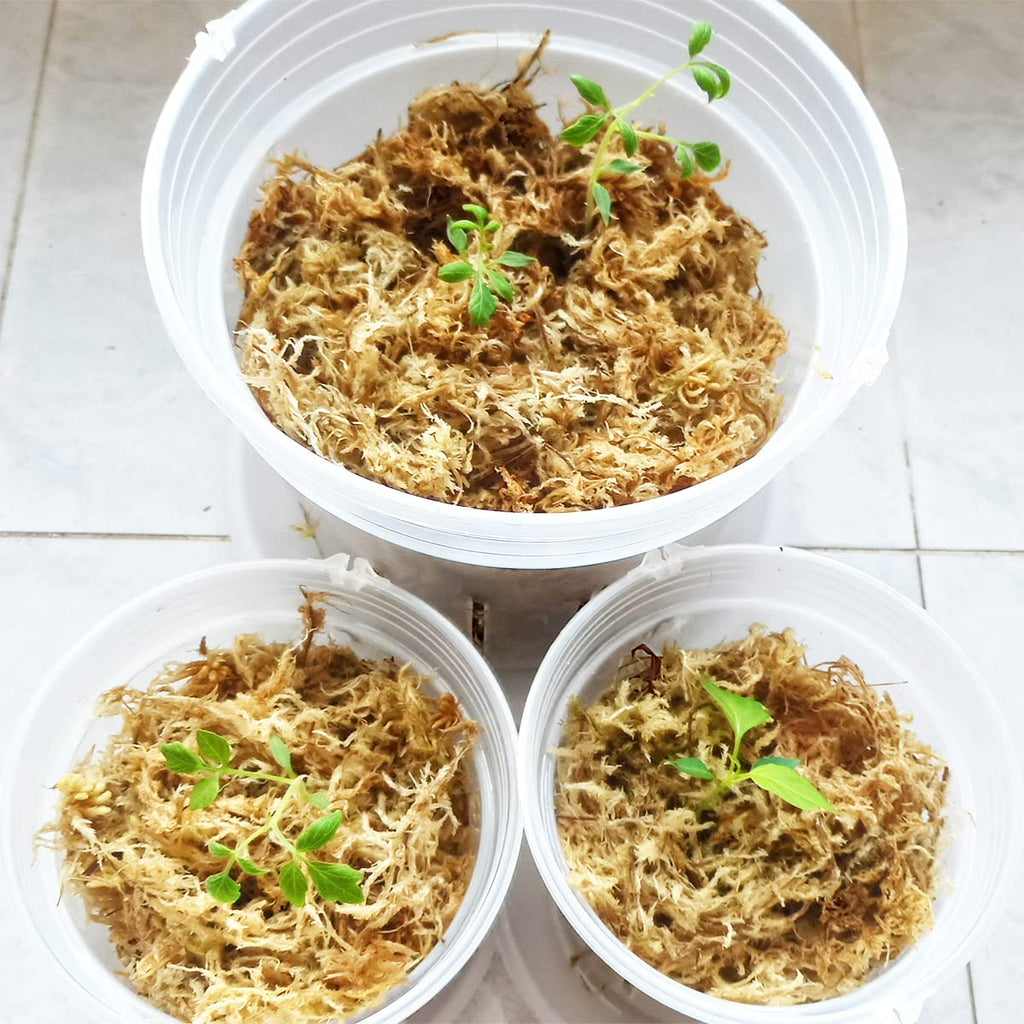Yilotuce 11 oz Sphagnum Moss for Plants, Carefully Selected Clean Sphagnum Mos for Rooting Plants