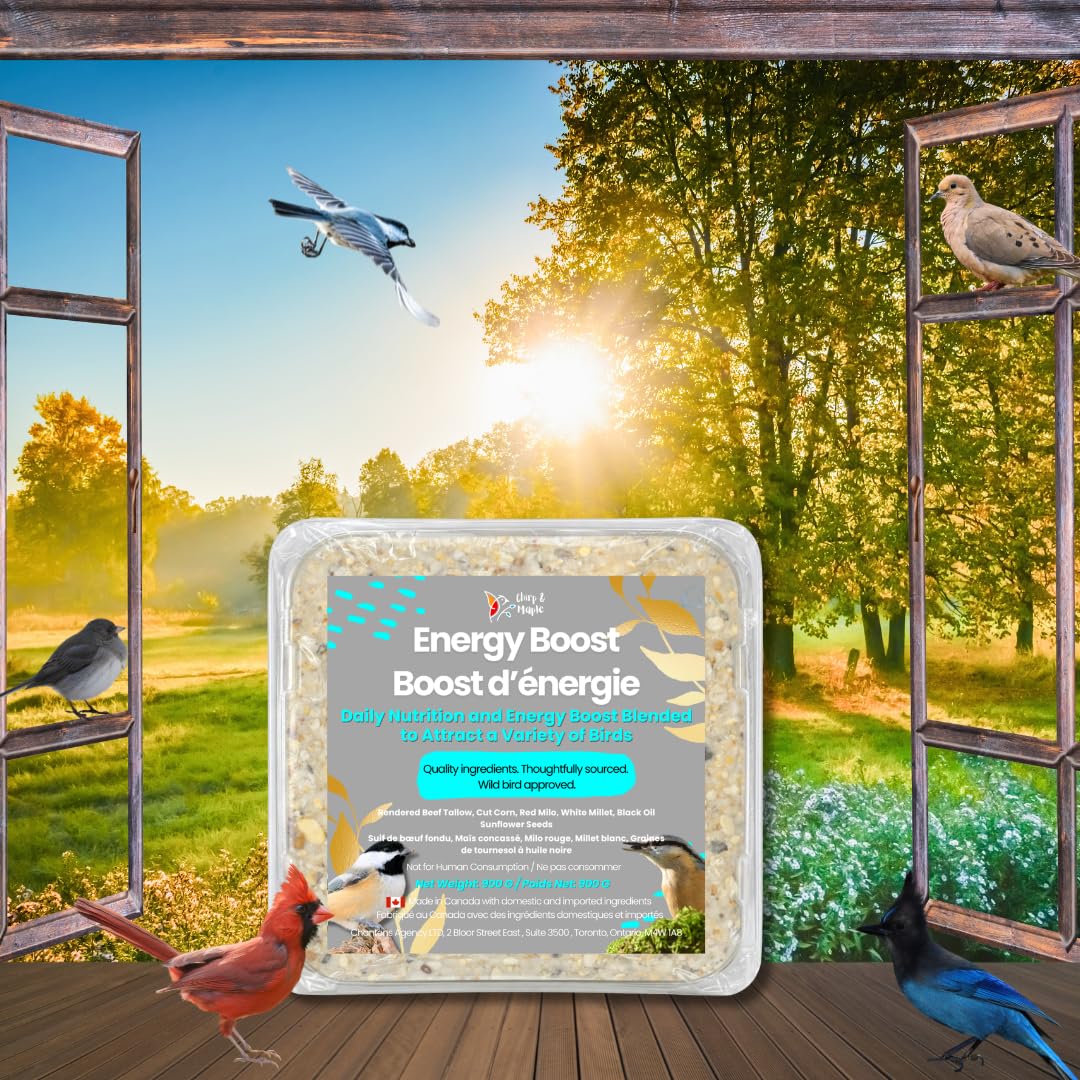Chirp & Maple, Energy Boost, High-Energy Suet for Wild Birds, Wild Bird Food (3-Pack) 900G