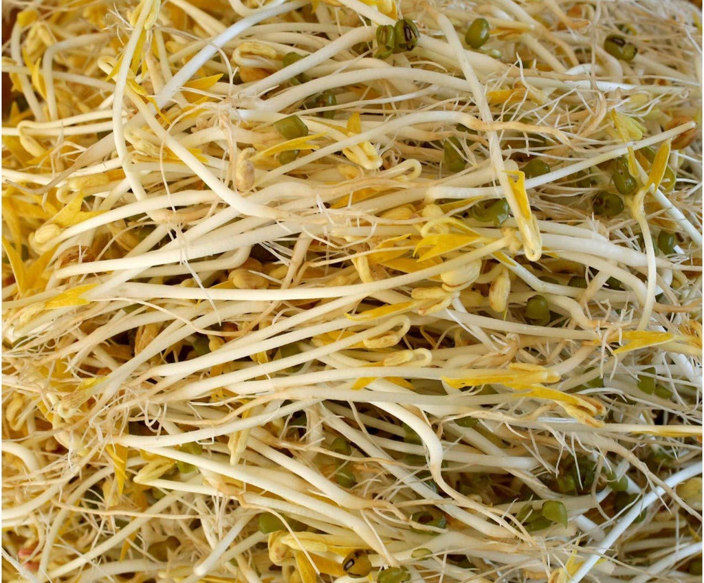 Mung Beans Sprouting Seeds | Féves Mung Graines à Germer | Organic & Non-GMO | Net Wt. 250 Grams (Approx. 3,700 Seeds) | High Germination Rate | Packaged in Canada