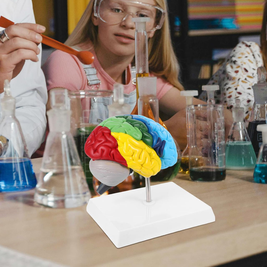 PRETYZOOM 1:1 Scale Human Brain Model-Right Brain Anatomy Model with Base, School Teaching Tool, Human Anatomical Model