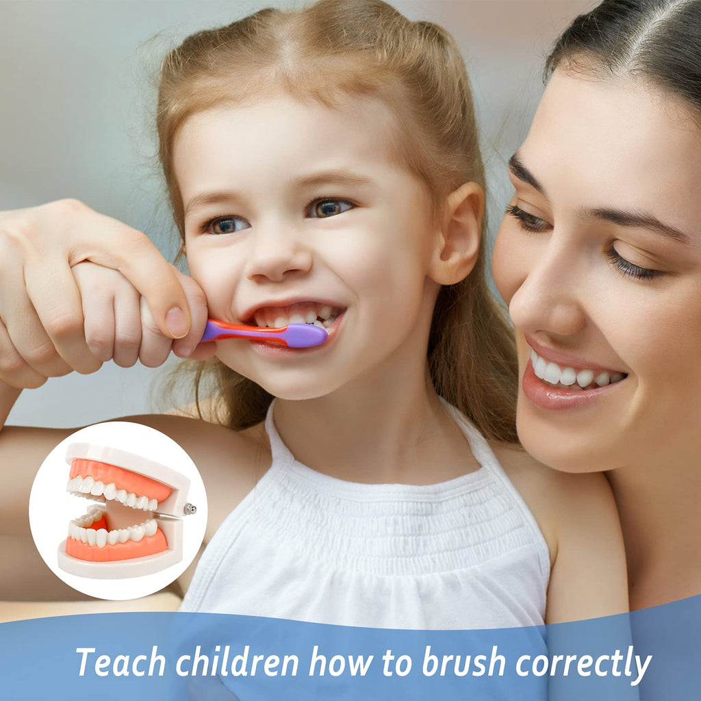 2Pcs Standard Teeth Dental Model, Demonstration Teeth Model for Kids Dental Teaching Study Supplies