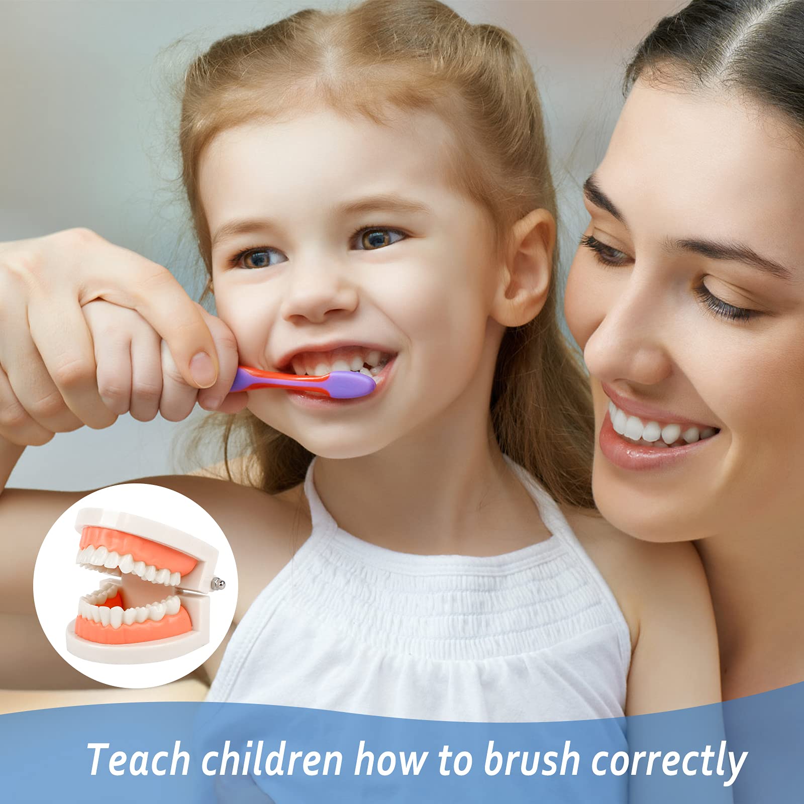 2Pcs Standard Teeth Dental Model, Demonstration Teeth Model for Kids Dental Teaching Study Supplies