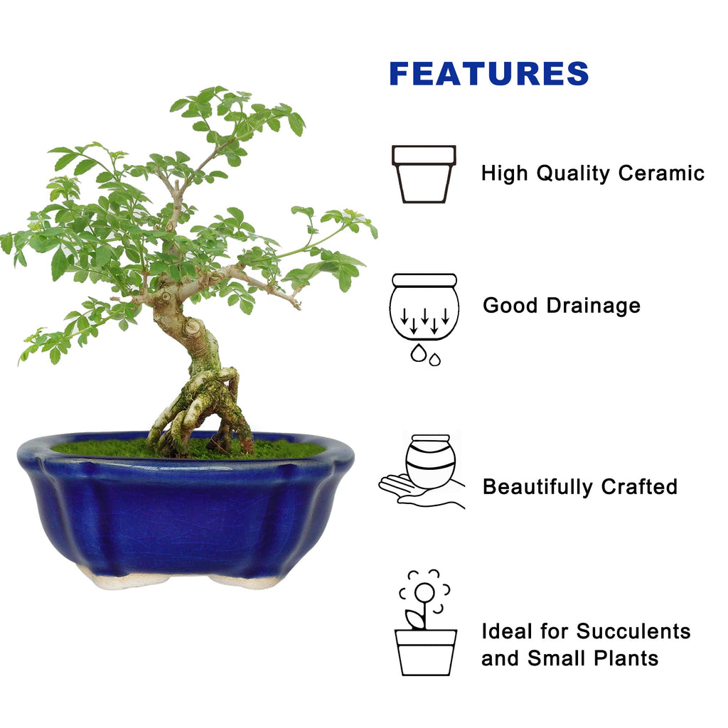 Happy Bonsai Planter Succulent 6 pc Mini Glazed Pots Value Set + 6 Drainage Screens