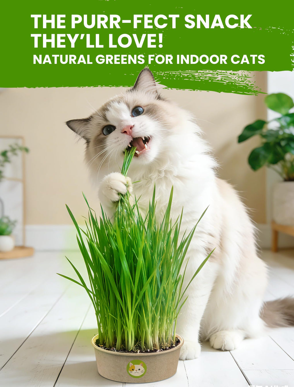 Cat Grass for Indoor Cats - Cat Grass Seeds Kit - Organic Growing Kit with High Germination Organic Wheat Seeds, Planting Tools, and Soil - Natural Hairball Control and Digestion Remedy