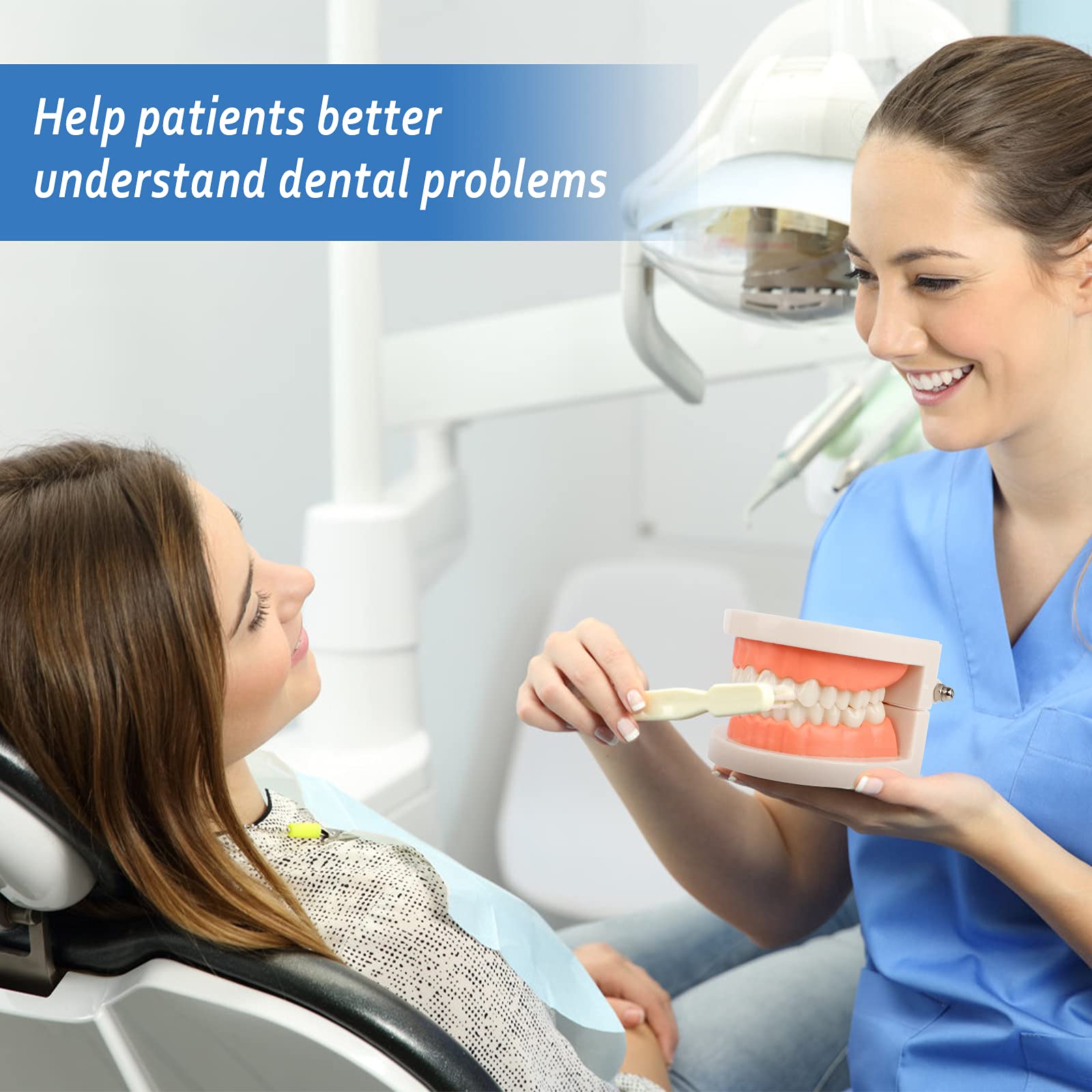 2Pcs Standard Teeth Dental Model, Demonstration Teeth Model for Kids Dental Teaching Study Supplies