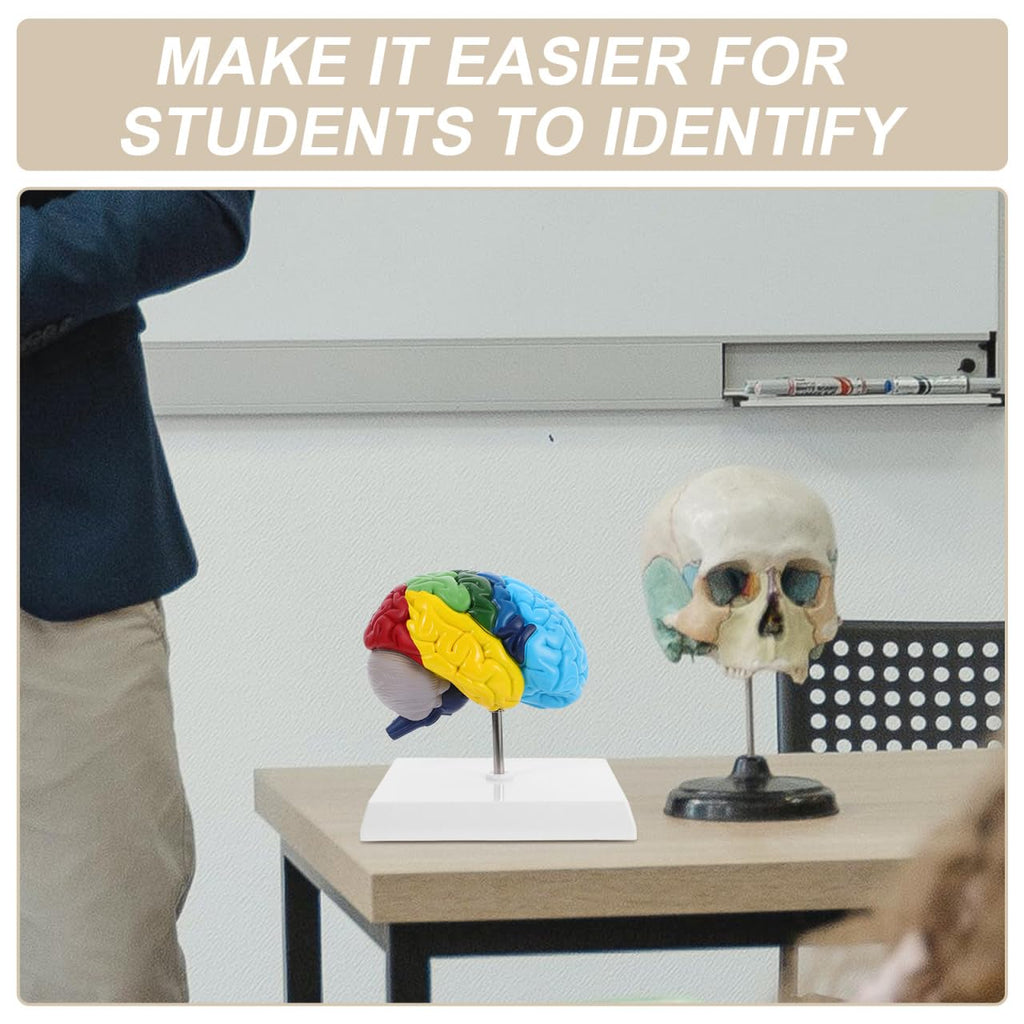 PRETYZOOM 1:1 Scale Human Brain Model-Right Brain Anatomy Model with Base, School Teaching Tool, Human Anatomical Model