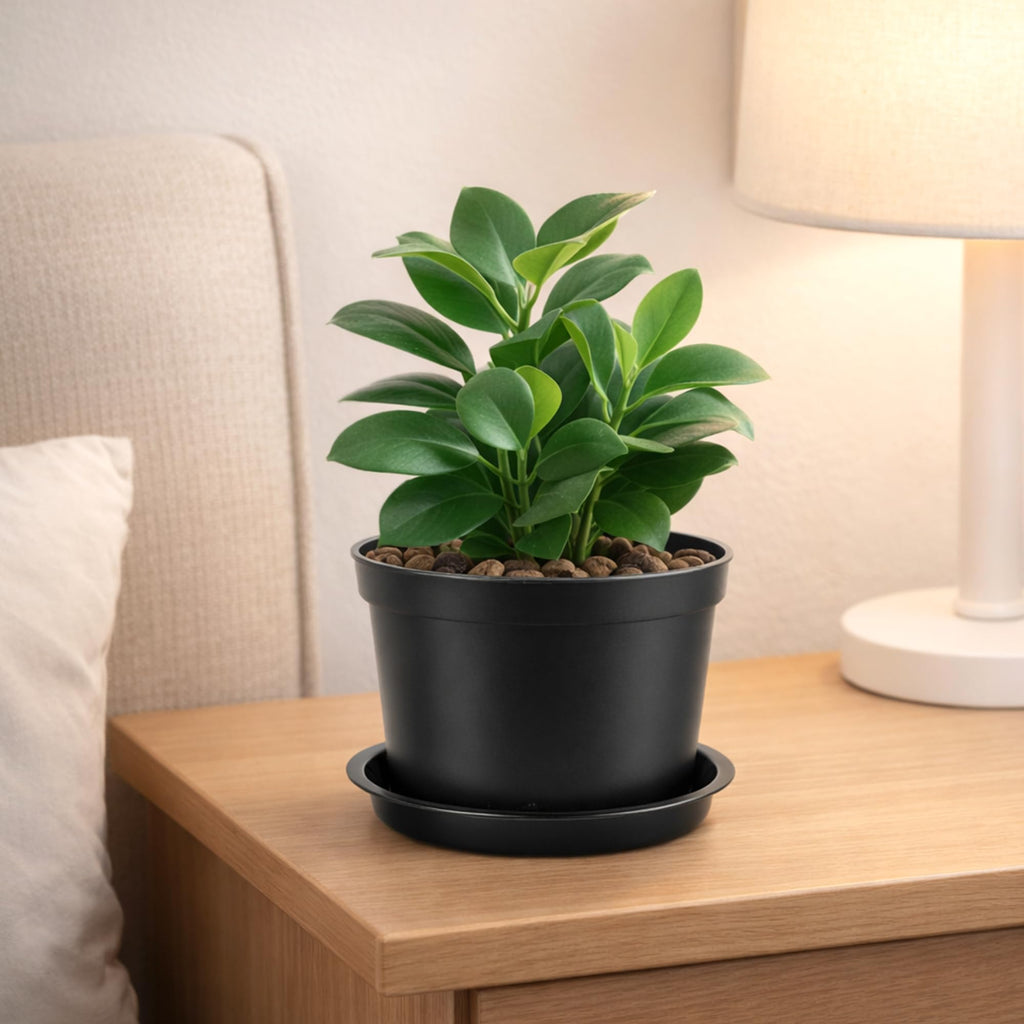 10 Pcs Plastic Pots for Plants, 5 Inch Small Plant Pots Indoor, Decorative Plant Pots with Drainage Holes and Tray, Small Flower Pots for All Home Garden Flowers Succulents