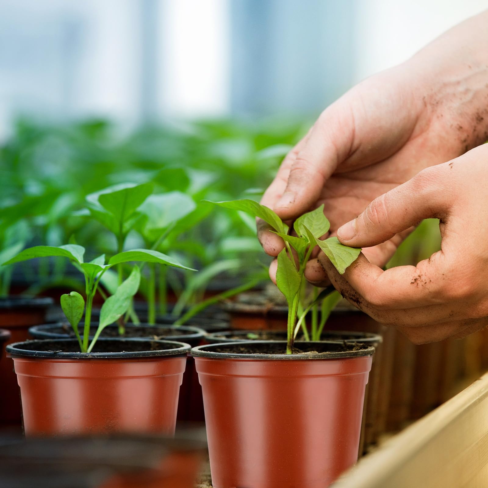 Nursery Pots, PEYOU 100 Pack 4" Plastic Plant Pots, Plant Flower Seedling Pots, Reusable Seed Starting Pots for Seedlings Transplanting Small Plants Growing