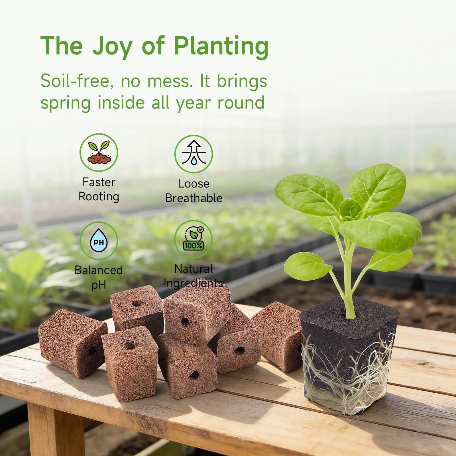 SIETAMIS 50 Pack Grow Sponges Square Sponge Replacement Part Seedling Starter Sponges for Hydroponic Indoor Garden System Cuttage Rooting Germination Kits