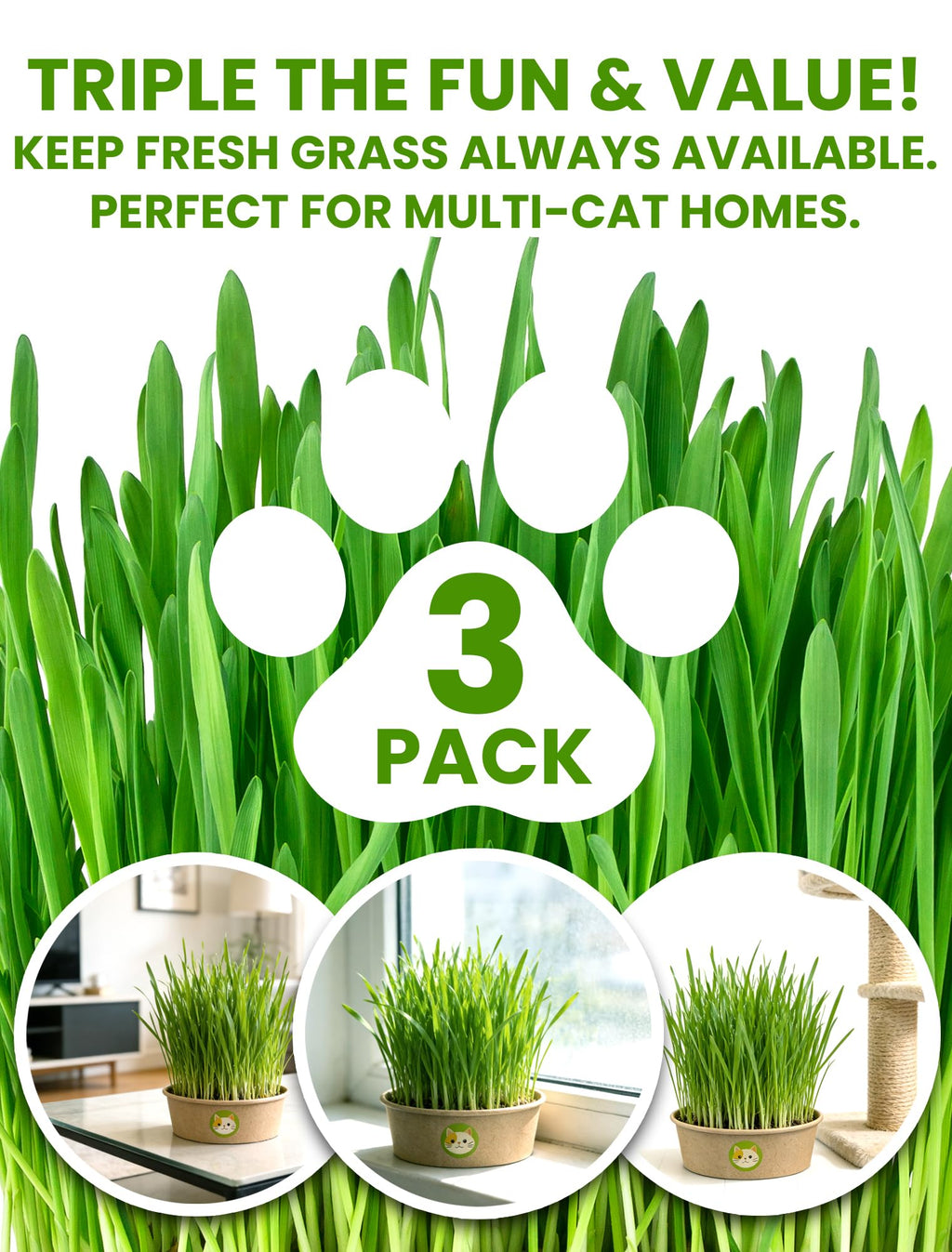 Cat Grass for Indoor Cats - Cat Grass Seeds Kit - Organic Growing Kit with High Germination Organic Wheat Seeds, Planting Tools, and Soil - Natural Hairball Control and Digestion Remedy