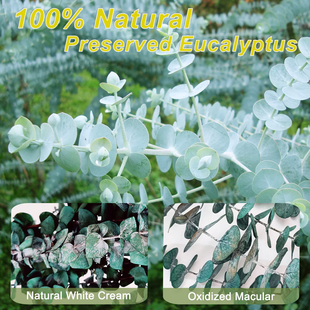16Pcs-Preserved-Dried-Eucalyptus-Branches,17" Pure Natural Fresh Eucalyptus Plant for Shower, Real Eucalyptus Bunch for Vase Filler, Present for Mother, Dried Flowers Arrangement, Floral Home Decor