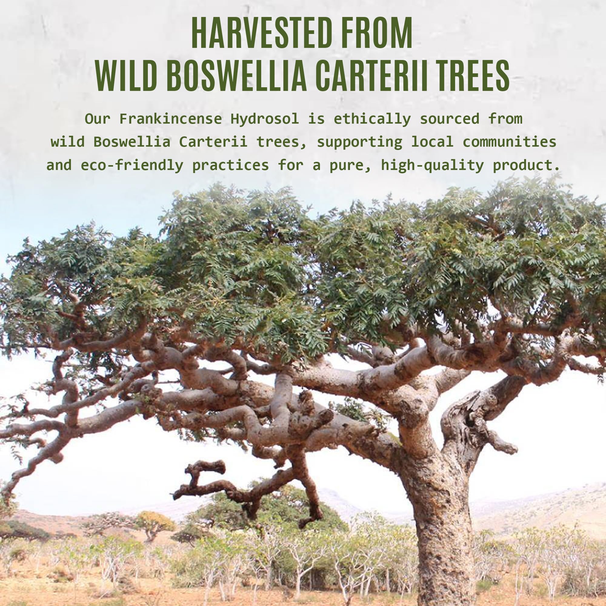Nagaad Boswellia Carterii Frankincense Hydrosol Spray 16.23 fl oz -100% Organic Floral Water | Air Freshener Spray, Room Spray & Facial Hydrosol | Hydrosol with Frankincense.