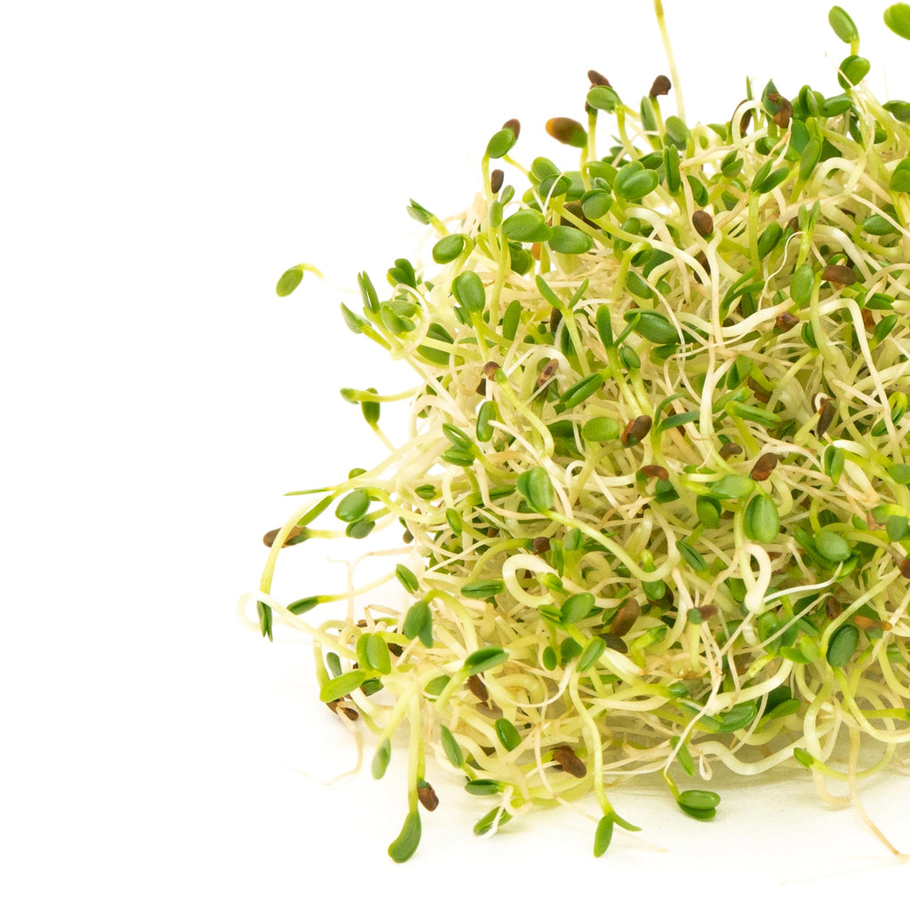 Sandwich Booster Sprouting Seeds, Mumm's | Large Size: 250 Grams | Certified Organic & Non-GMO | Blend of Clover, Alfalfa, Radish & Mustard | High Germination | Wholesome, Delicious & Nutritious