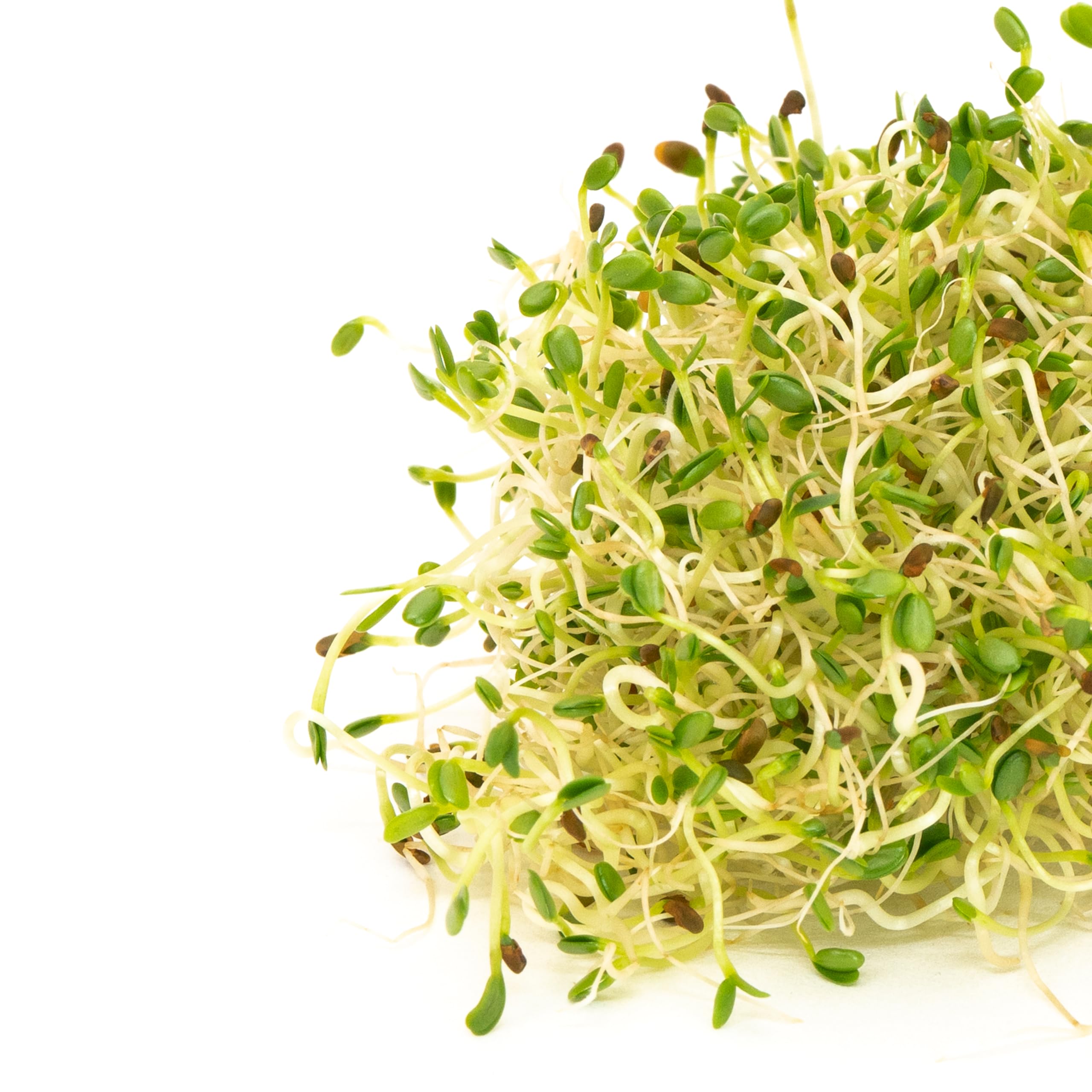 Sandwich Booster Sprouting Seeds, Mumm's | Large Size: 250 Grams | Certified Organic & Non-GMO | Blend of Clover, Alfalfa, Radish & Mustard | High Germination | Wholesome, Delicious & Nutritious