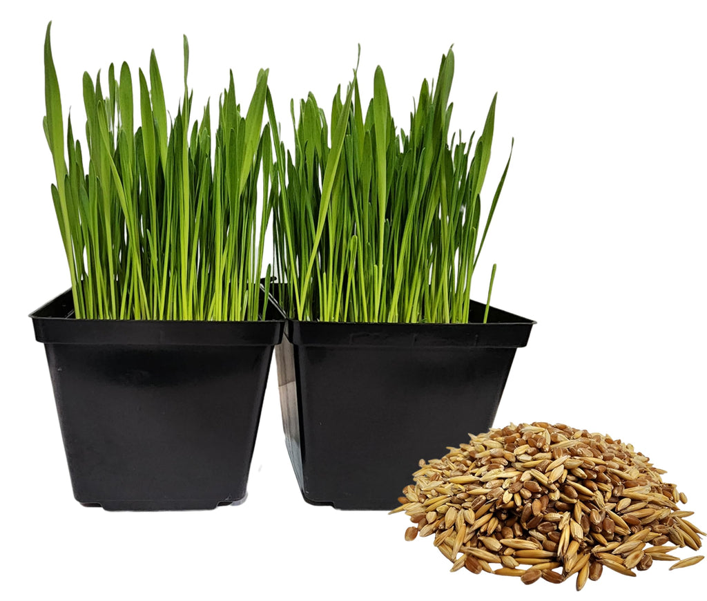 Organic Cat Grass Seeds, Non-GMO, A Mixture of Wheat, Oats, and Barley (800g)