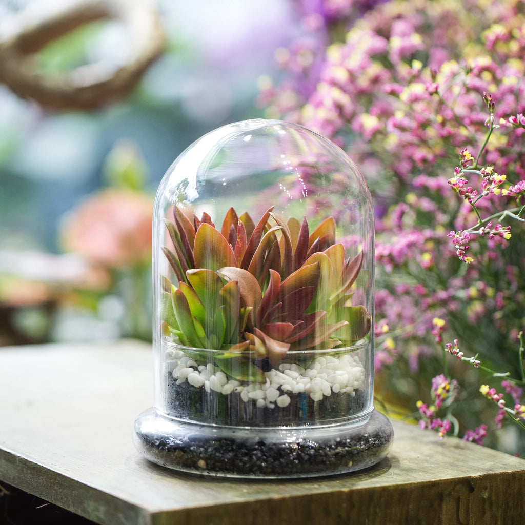 NCYP Small Clear Decorative Glass Terrarium Cloche with Air Hole - 12x12x16 cm Glass Dome with Base for Miniature Succulents - Display Storage (No Plants Included)