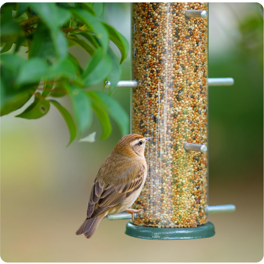 MIXXIDEA Finch Bird Feeder Hanging Metal Thistle Seed Feeder with 8 Feeding Ports Nyger Seed Feeder, Goldfinch Feeder for Outdoors Garden Green
