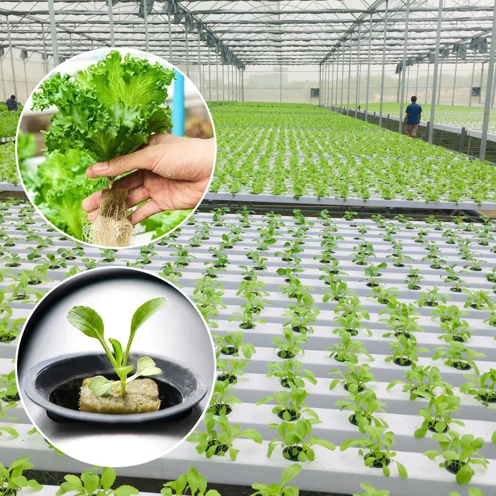 Naturezhen 56 Pcs Rockwool Grow Cubes (1.57"), Hydroponic Starter Plugs for Seedlings, Cloning & Soilless Cultivation, Premium Stonewool Growing Medium for Indoor/Outdoor Plant Systems