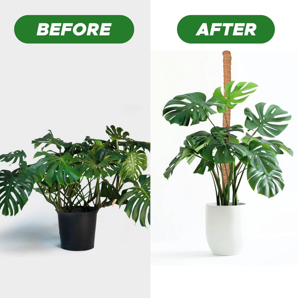 EcoNour 48 inches Moss Pole - Monstera Plant Support Sticks - Coco Coir Plant Support Stakes for Small Potted Climbing Plants - Elevate Indoor Potted Plants to Grow Upwards