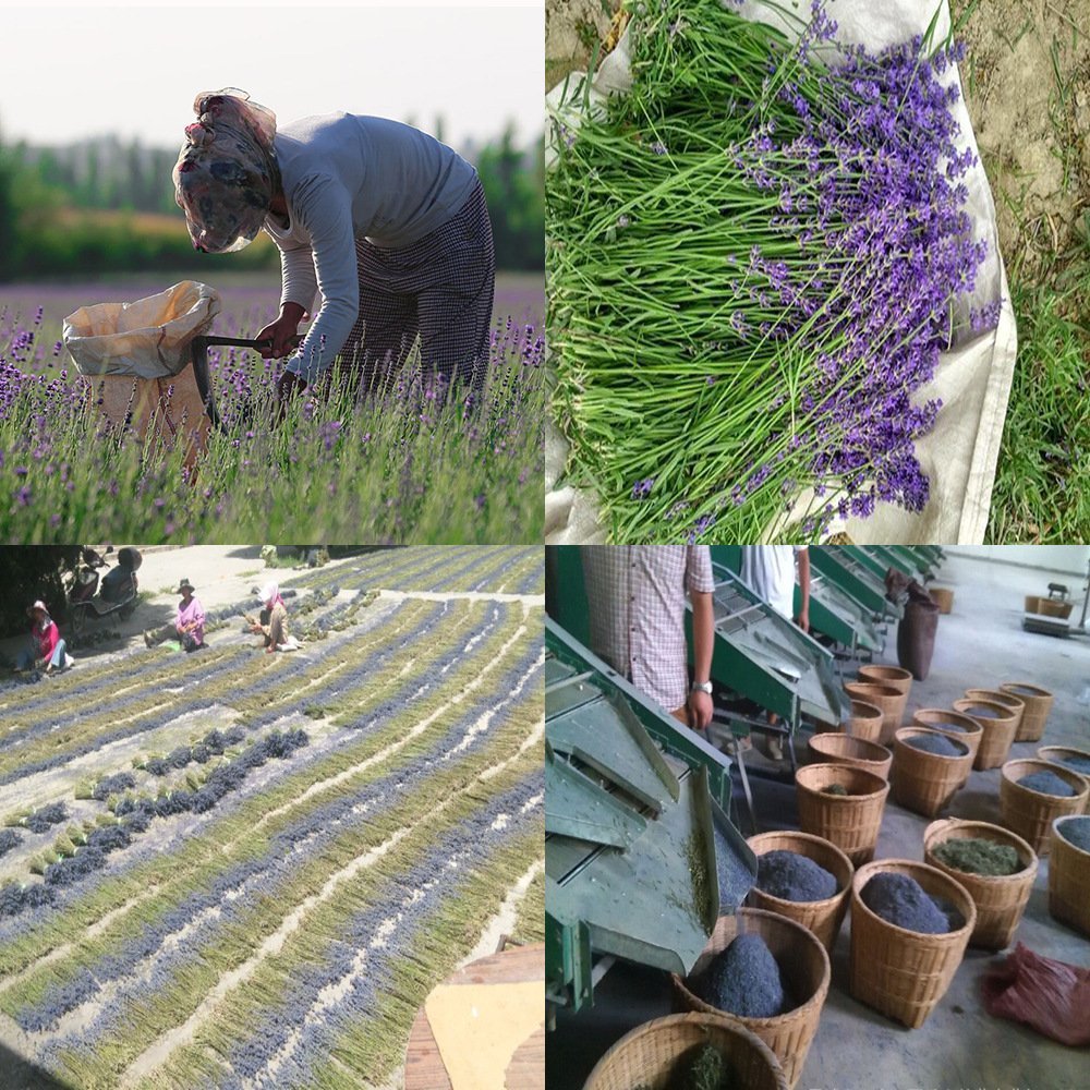 TooGet Fragrant Lavender Buds Organic Dried Flowers Wholesale, Ultra Blue Grade - 225g