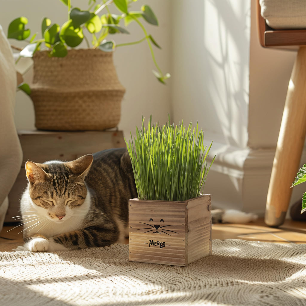 Cat Grass Kit for Indoor Cats – x2 Seed Packets | Cat Grass Seeds with Wooden Planter & Soil – Pet Wheatgrass Grass