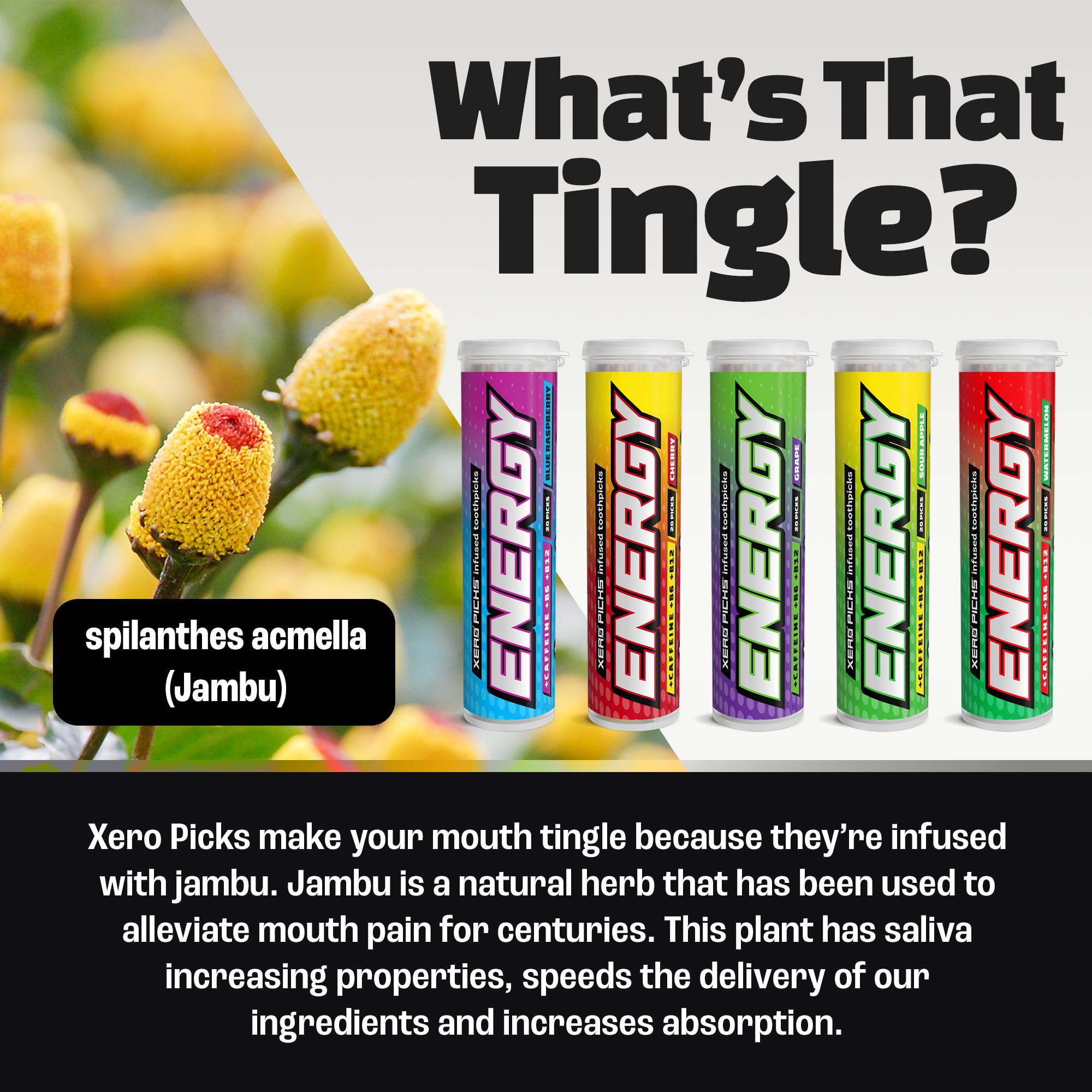 Xero Picks ENERGY Infused Flavored Toothpicks with Caffeine, B12, and B6 (Variety, 5 Pack)