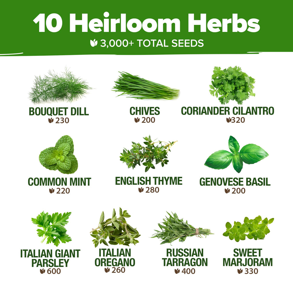 10 Culinary Herb Seed Vault - Heirloom and Non GMO - 3000+ Seeds for Planting for Outdoor or Indoor Herb Garden, Basil, Cilantro, Parsley, Chives, Thyme, Oregano, Dill, Marjoram, Mint, Tarragon