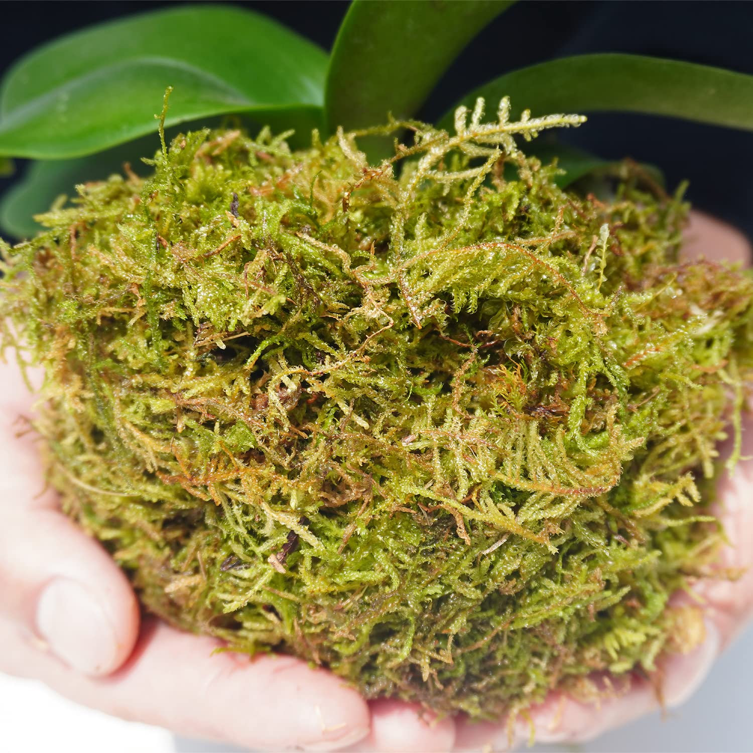 Yilotuce 1 lb Natural Orchid Moss for Potted Plants, Nice Soilless Potting Soil for Seedling and Cutting, Good Idea for Reptile Terrarium, Crafts, Garden Decoration