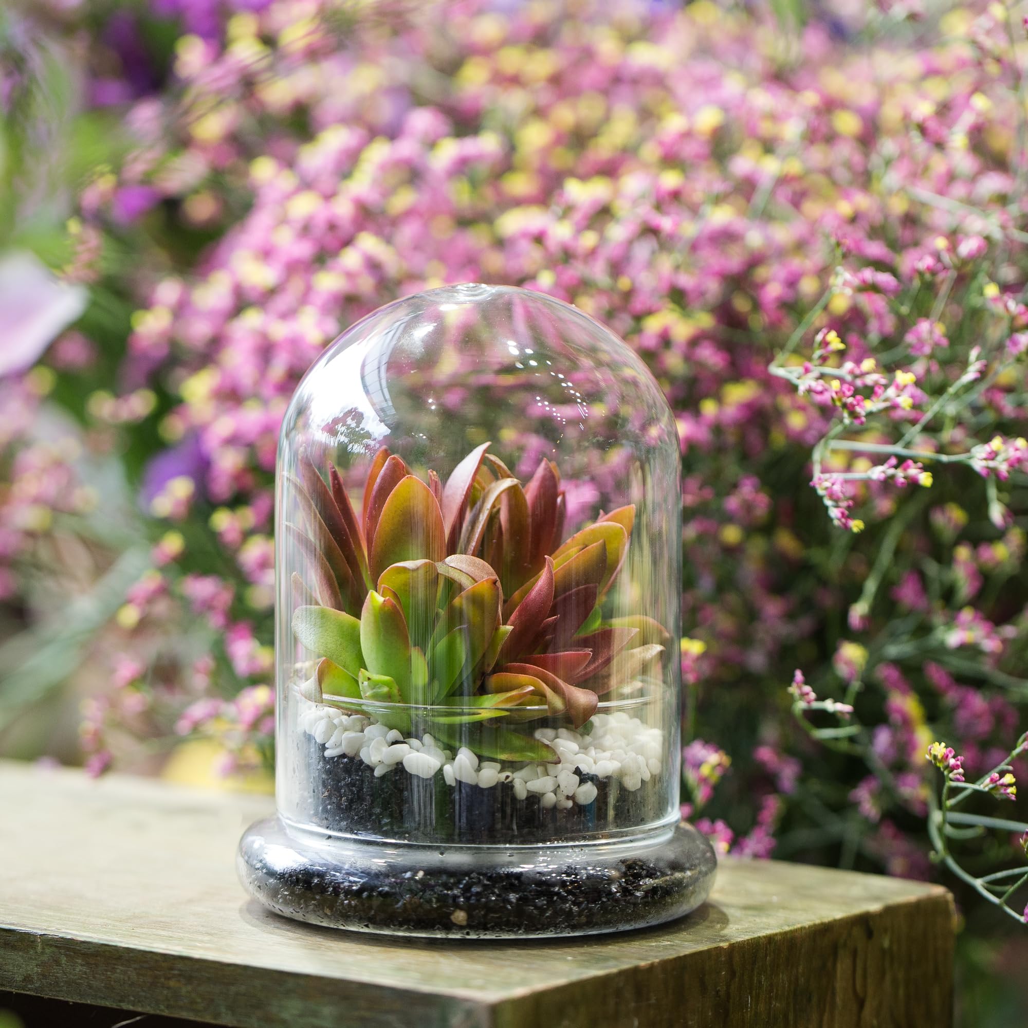 NCYP Small Clear Decorative Glass Terrarium Cloche with Air Hole - 12x12x16 cm Glass Dome with Base for Miniature Succulents - Display Storage (No Plants Included)