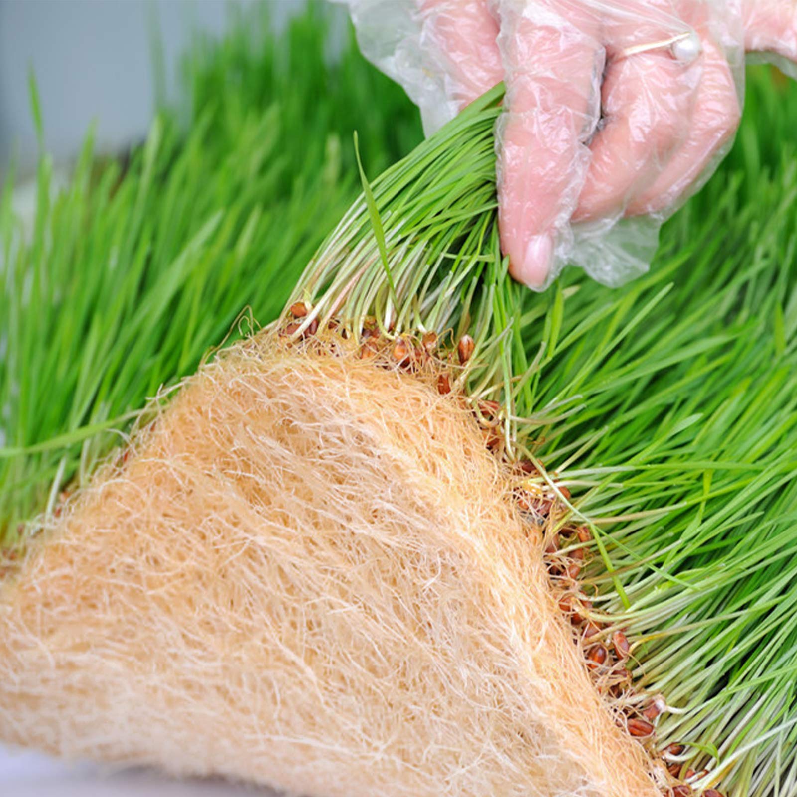 Halatool 10PCS Jute Plant Hemp Fiber Grow Mat for Microgreens 10" X 20" Hydroponic Grow Pads Sprouting Kit for 1020 Growing Trays Indoor Wheatgrass Sprouts Organic Production