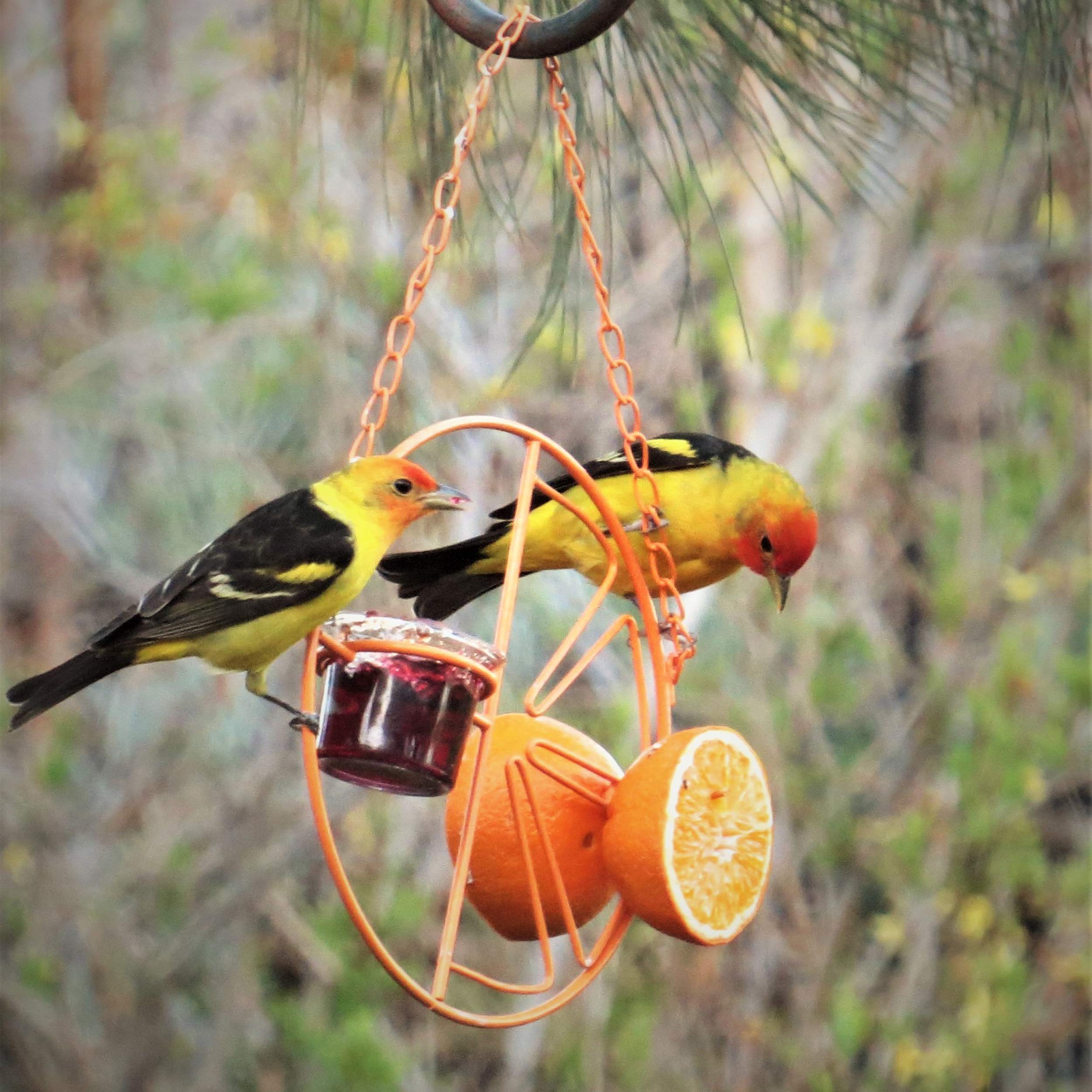 Heath Outdoor Products CF-133 Clementine Oriole Feeder