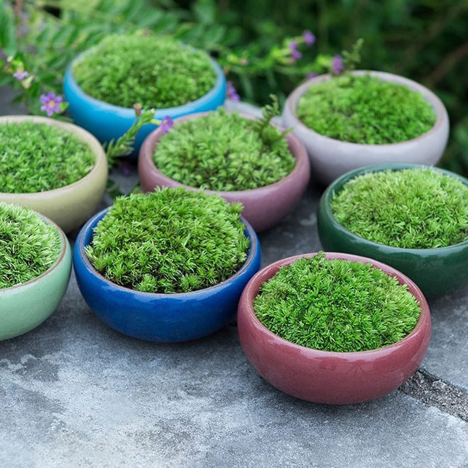 TOPZEA 16 Pack Mini Ceramic Succulent Planter Pot, 2.5 Inch Ice Crack Cactus Seed Starter Pots Micro Landscape Planter with Drainage Hole & Bamboo Tray for Moss Plant, Baby Succulent, Herb