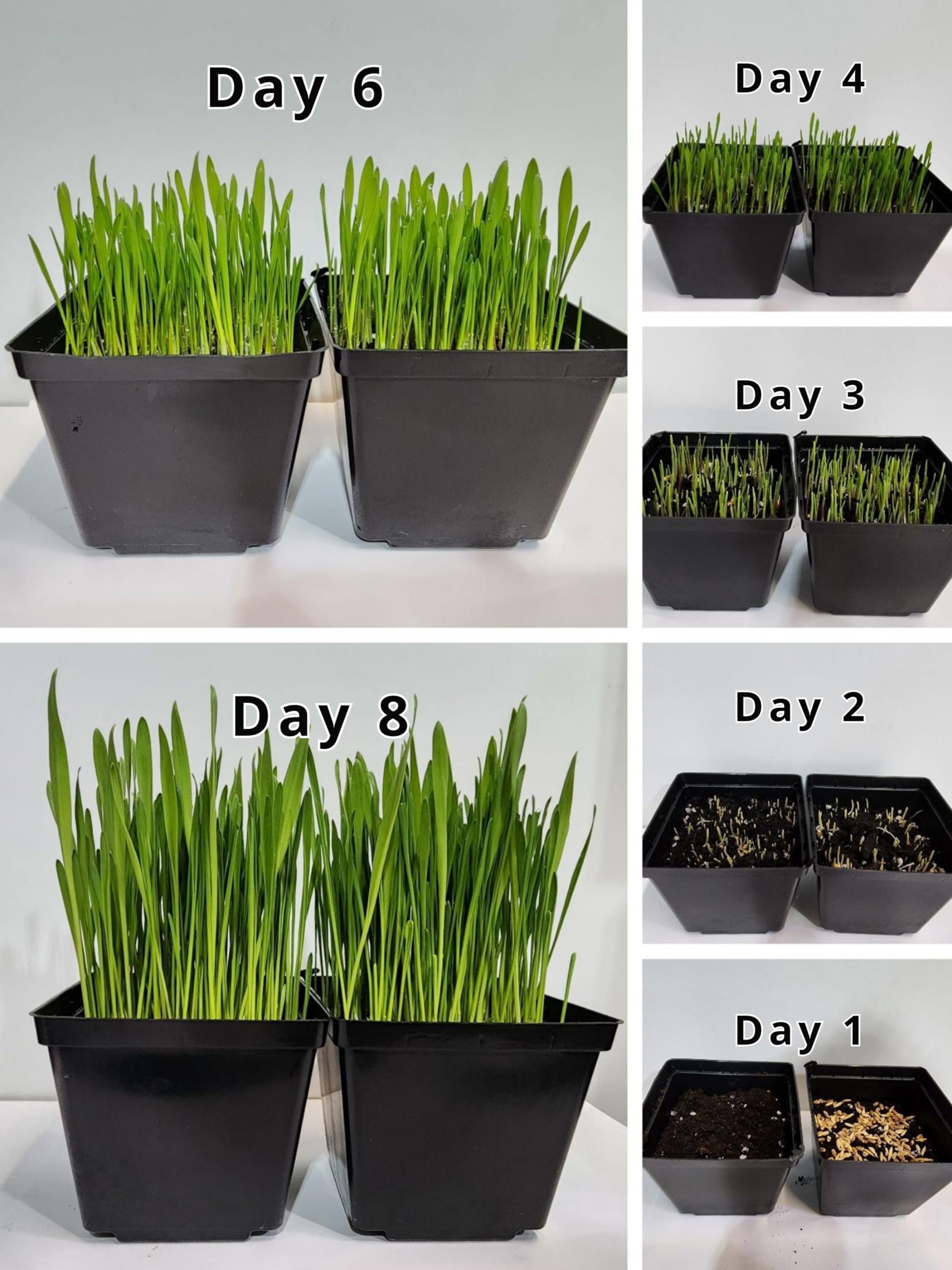 Organic Cat Grass Seeds, Non-GMO, A Mixture of Wheat, Oats, and Barley (800g)