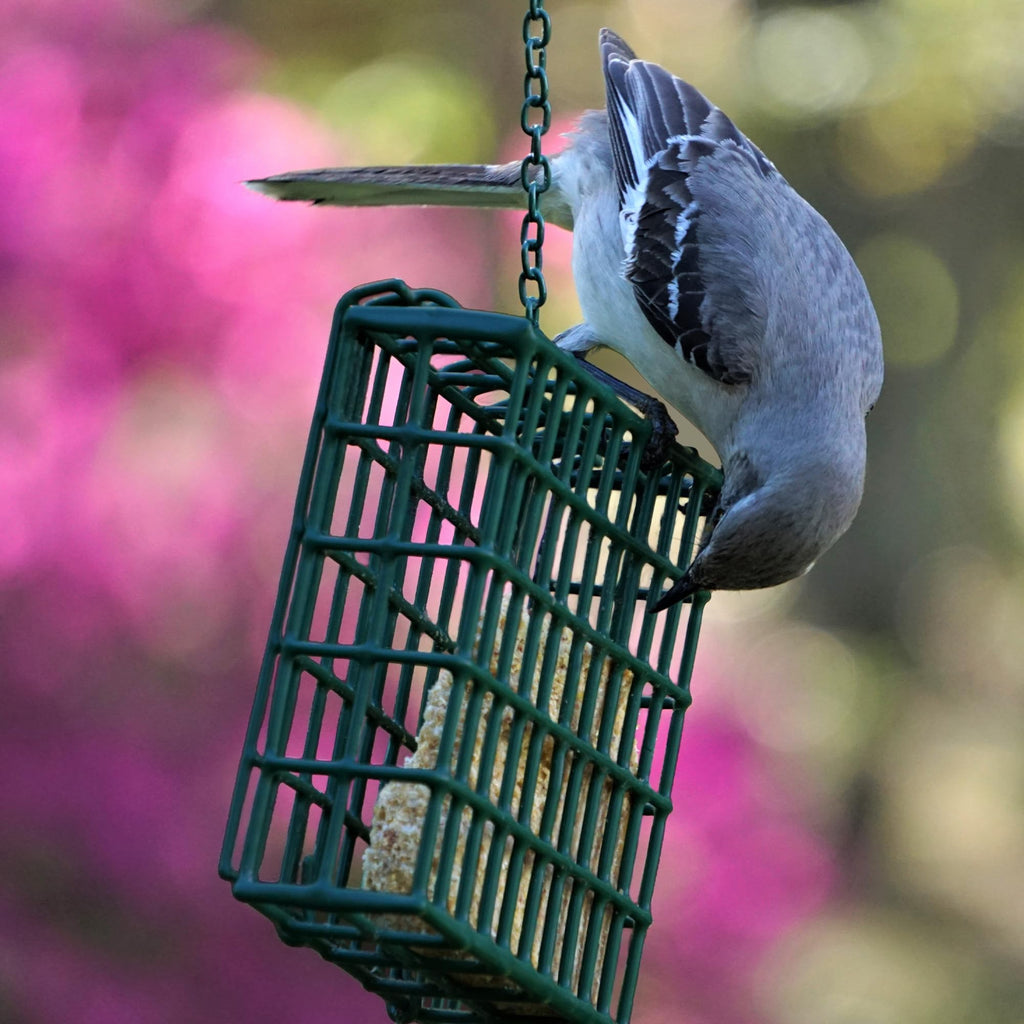MEKKAPRO Double Delight Suet Feeder 2-Pack with Metal Roof, Dual Capacity, Weather-Resistant Hanging Bird Feeders - Easy to Use, Ideal for Clinging Birds, Woodpeckers, Nuthatches, Chickadees