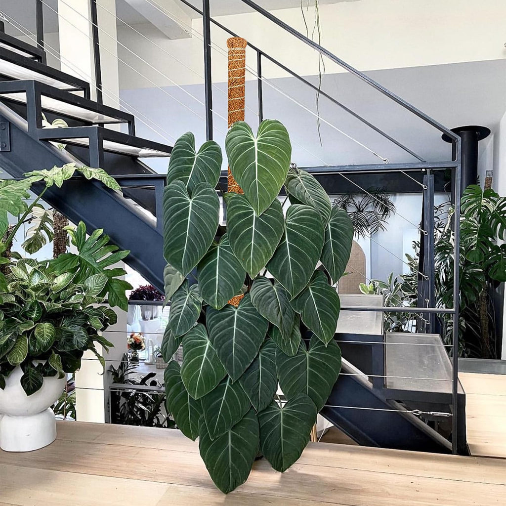 SYCARON Bendable Moss Pole, 63 Inches Moss Pole Plant Support Monstera Plant Support Stakes for Medium/Large Climbing Plants, Indoor/Outdoor Plants Growth