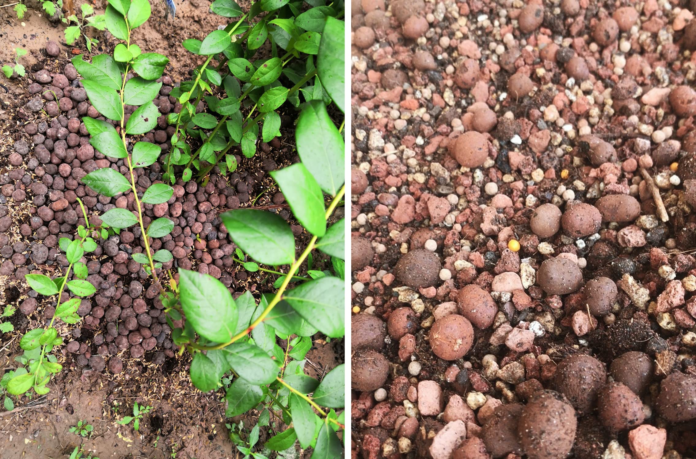 Organic Expanded Clay Pebbles,for Soil Hydroponic Rocks Orchids,Indoor Plants (6LB)