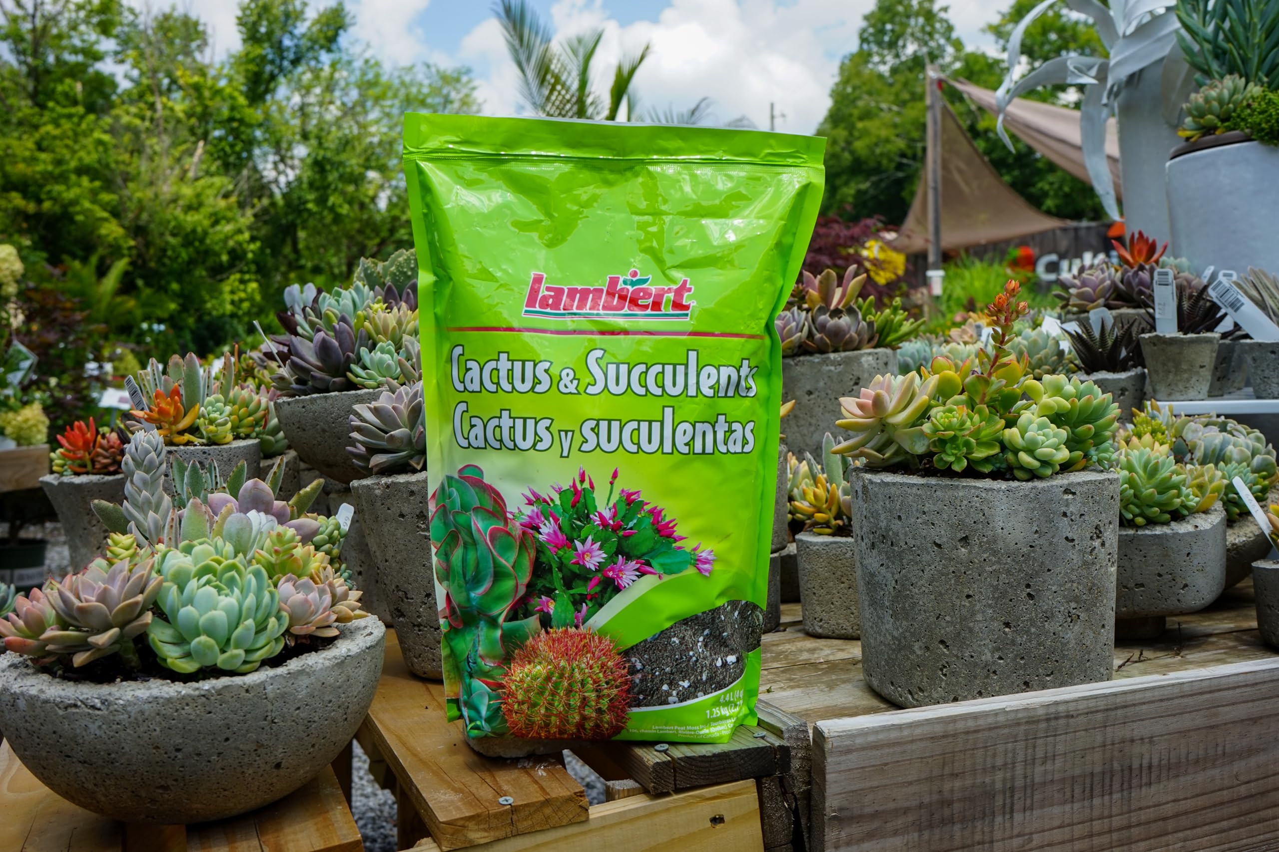 Lambert Cactus & Succulent Mix - 4.4L