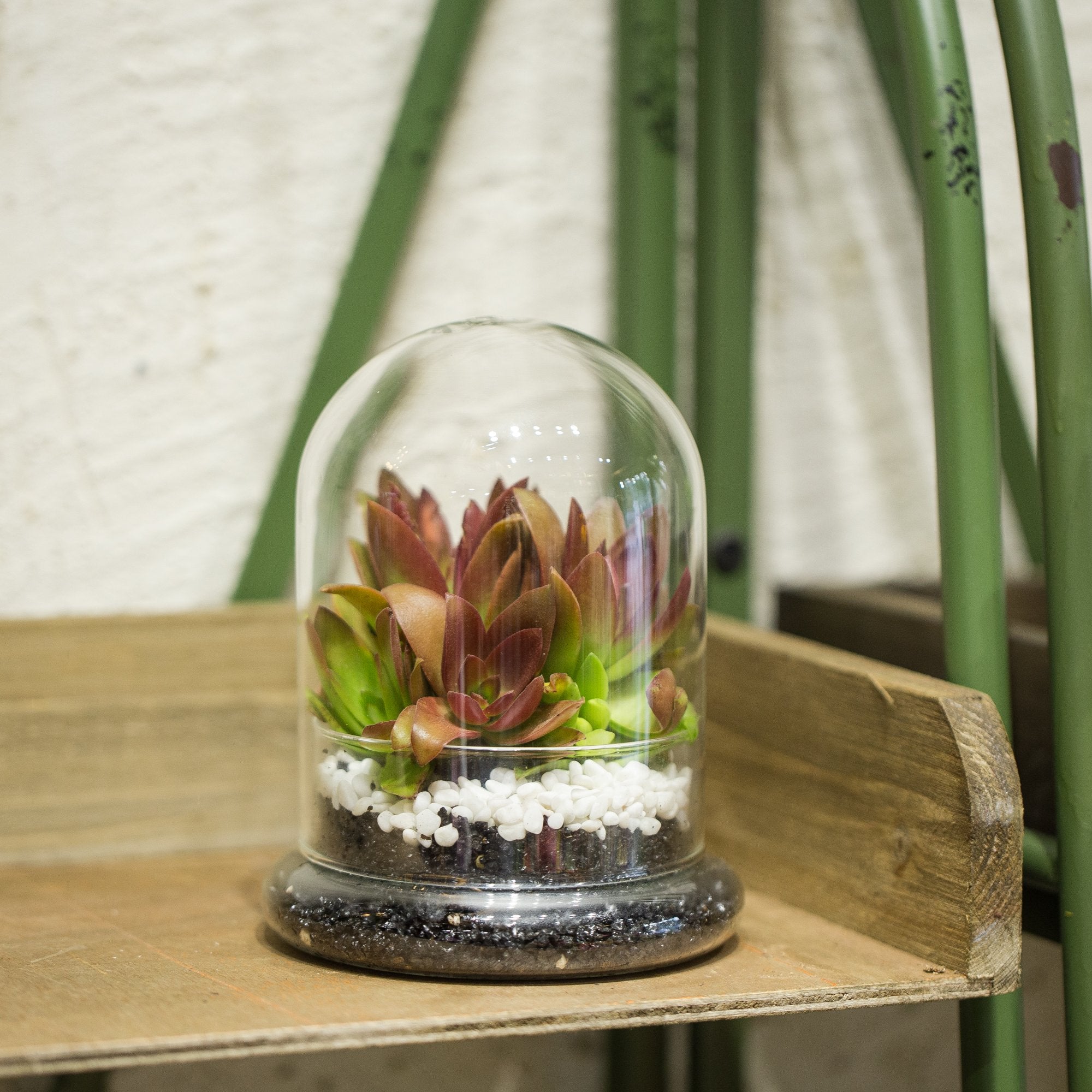 NCYP Small Clear Decorative Glass Terrarium Cloche with Air Hole - 12x12x16 cm Glass Dome with Base for Miniature Succulents - Display Storage (No Plants Included)
