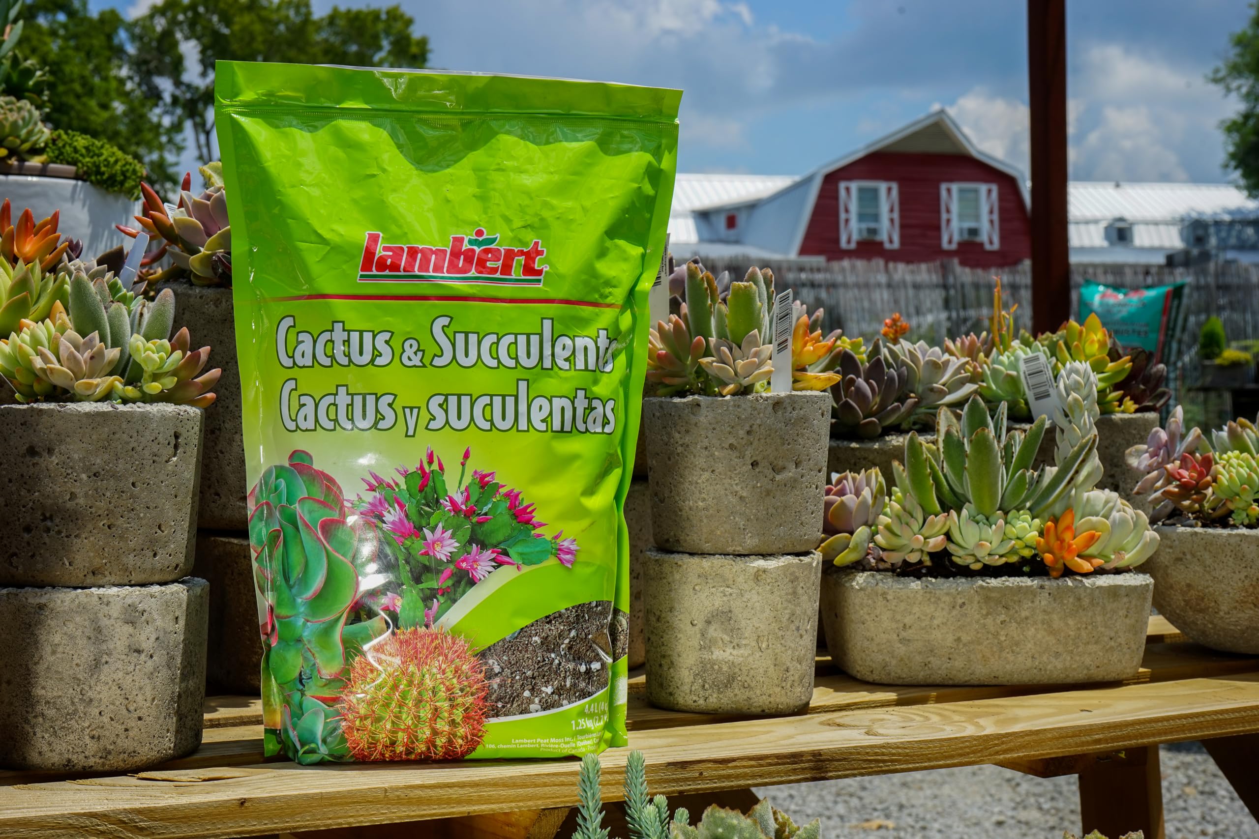 Lambert Cactus & Succulent Mix - 4.4L