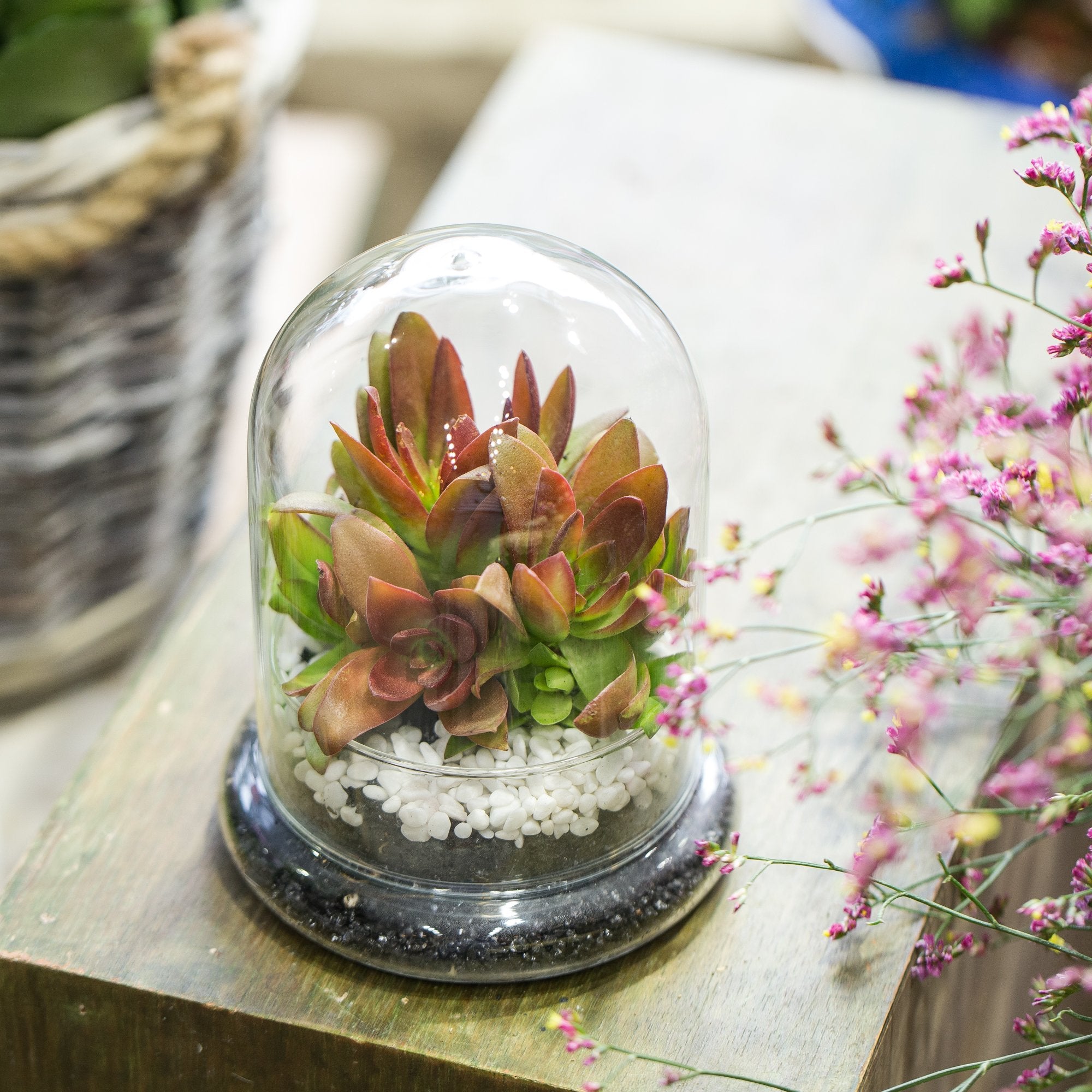 NCYP Small Clear Decorative Glass Terrarium Cloche with Air Hole - 12x12x16 cm Glass Dome with Base for Miniature Succulents - Display Storage (No Plants Included)
