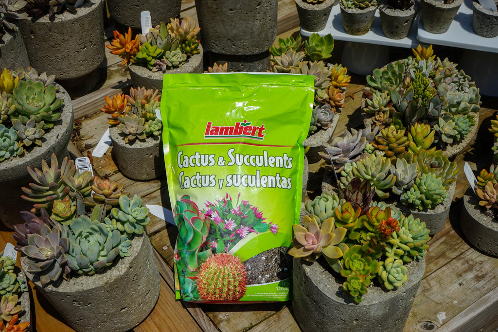 Lambert Cactus & Succulent Mix - 4.4L