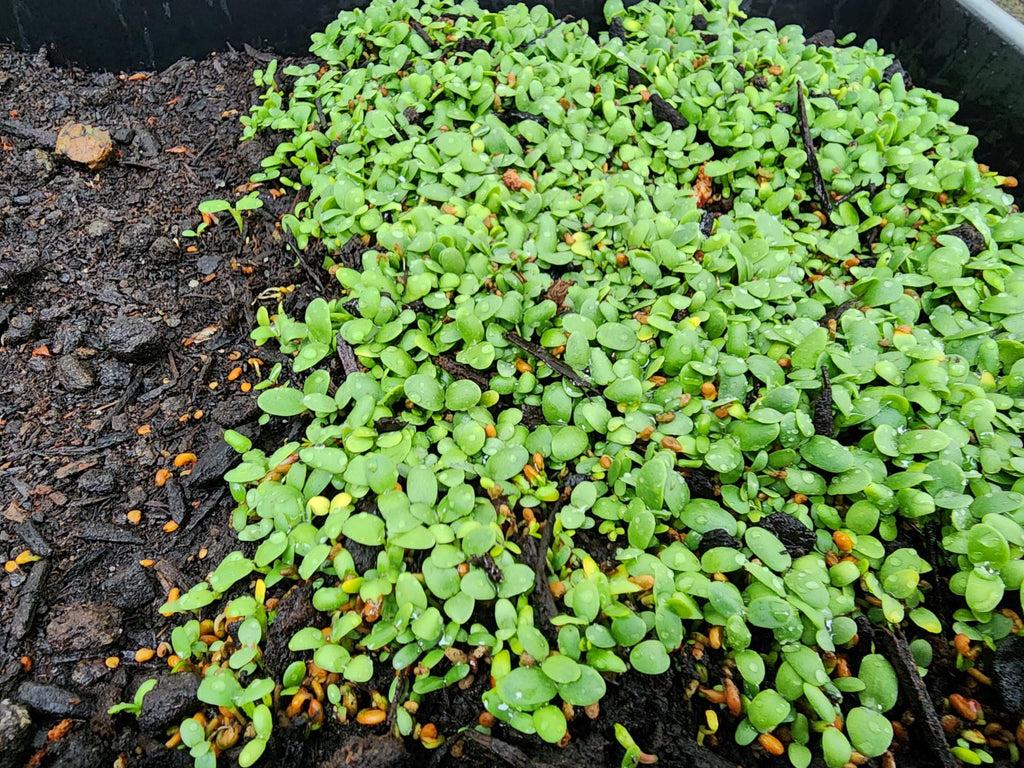 Bee Feed Clover Seed Mix, with Crimson Clover, Red Clover, Sweet Clover, Alsike Clover, White Clover (Bee Feed Clover Seed Mix 200 g)